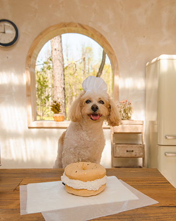 bagel