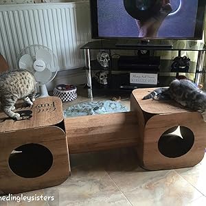 pods tunnel 2 cats