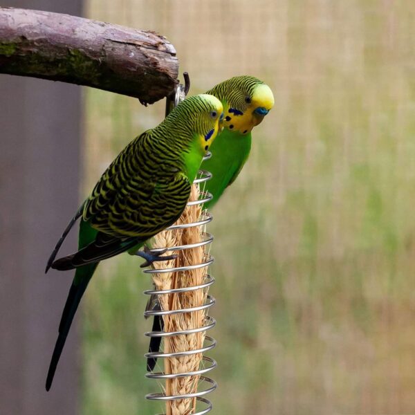 Bird Food Holder Parrot Foraging for Cage Hanging Stainless Steel Food Bowl Treat Skewer Food Basket for Conures - Image 3