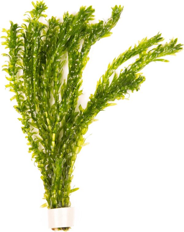 20 Stems x Oxygenating Weed Live Pond Plant ELODEA DENSA - Also Aquarium Aquatic Plants