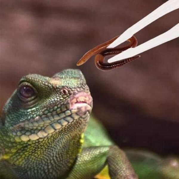 NA 3 Pcs Reptiles Feeding Tweezers Plastic Noctilucence Tweezers Reptile Feeding Tongs Reptile Feeding Tool for Iguanas Bearded Dragons Lizards Geckos Turtles Corals, 18CM - Image 5