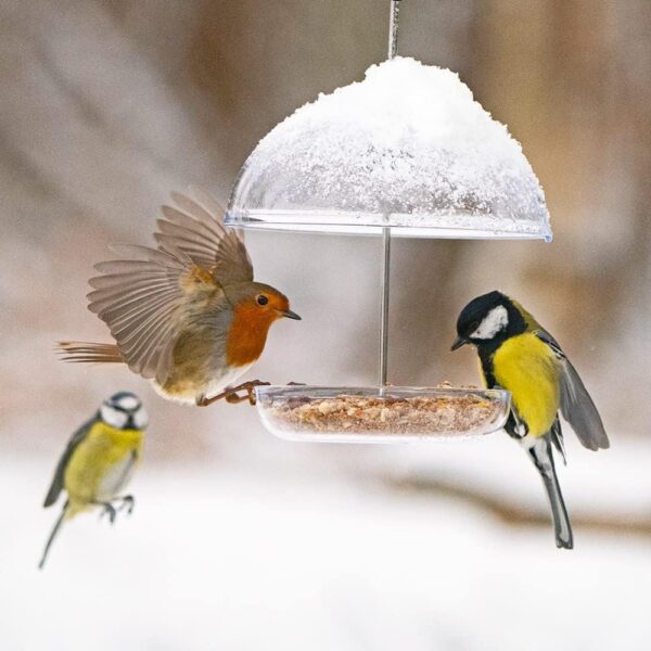 Clear Hanging Bird Feeders For Small Birds - Jacobi Jayne® I Love Robins® Pearl Feeder™ - Attracts Small Garden Birds. HangIng Bird seed Feeder Perfect For Seed Mixes And Mealworms. - Image 6