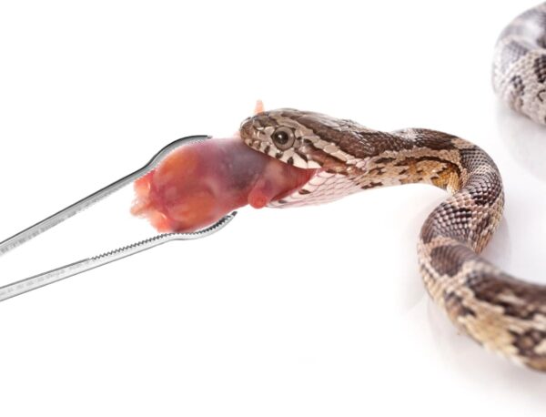 Reptile Feeding Tongs, 15 Inch Snake Feeding Tongs Anti-Skid Easy-Grip Extra Long Tweezers for Terrarium Corn Ball Python Accessories Axolotl Bearded Dragon Feeding Supplies - Image 5