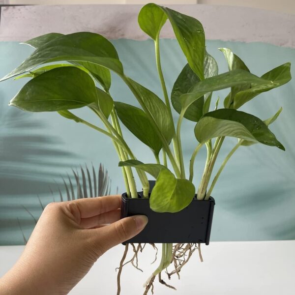 Pinafresa 2PCS Open Face Emerging Plant Holder, Aquarium Hanging Aquatic Plant Holder Fish Tank Decorations for Emersed Plants, A - Image 2
