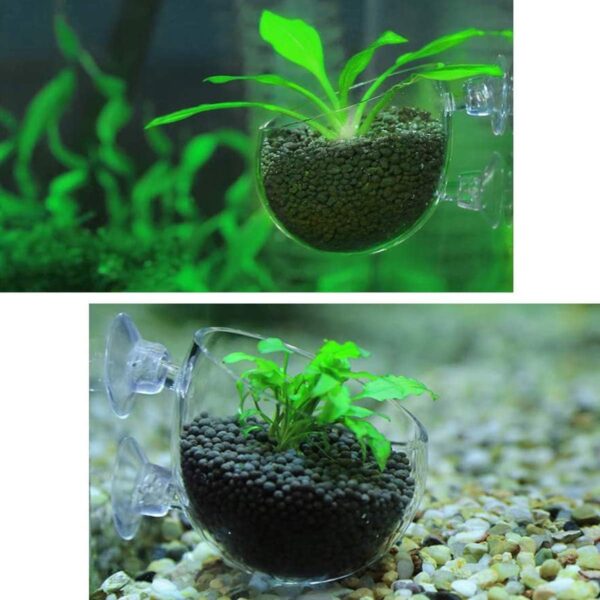 Smavles Aquatic Plant Crystal Clear Glass Cup 4 Pcs Aquatic Plant Cup Holder Plant Glass Pot Aquarium with Suction Cups for Aquatic Holder Fish Tank Accessory Aquarium Decoration - Image 6