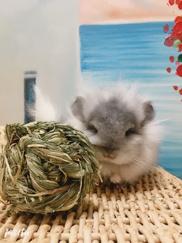 CAMITER 6pcs Rabbit Chew Ball Timothy Grass Grinding Small Animal Activity Play Chew Toys for Bunny Rabbits Hamster Guinea Pigs Gerbils - Image 3