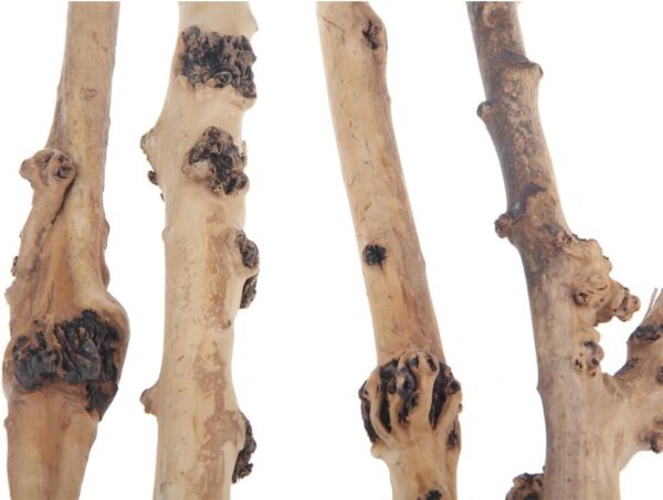 emours Reptile Décor Natural Forest Branch Terrarium Wood Aquarium Ornament, 4 Pack - Image 2