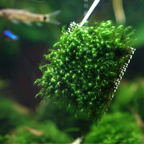 SENZEAL 10PCS Aquarium Plants Mesh Fish Tank Stainless Steel Moss Net Wire Floor Decor for Fish Tank - Image 7