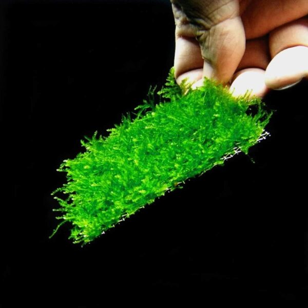 SENZEAL 10PCS Aquarium Plants Mesh Fish Tank Stainless Steel Moss Net Wire Floor Decor for Fish Tank - Image 4