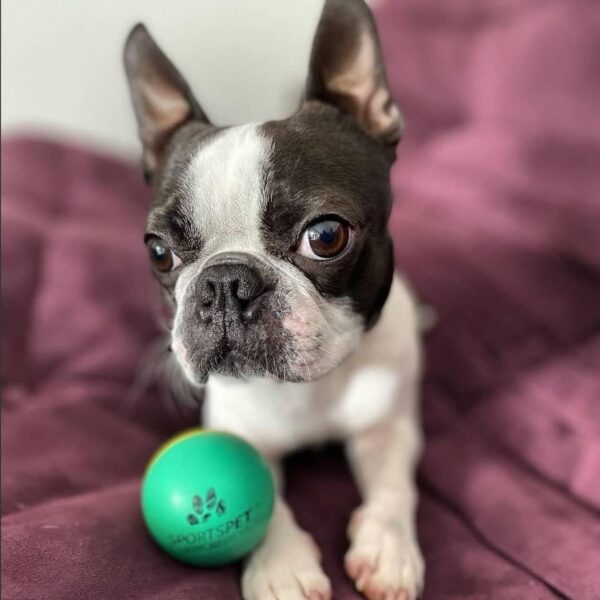 SPORTSPET Mini Bounce Dog Balls - Premium Rubber Dog Balls for Puppy Dogs (45mm) (4 Pack (Standard)) - Image 3