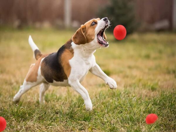 Panlom 3 Pack Dog Balls Indestructible - 100% Natural Rubber Bouncy Dog Ball Non-Toxic Tough Chew Toy for Small to Medium Dog - Image 7
