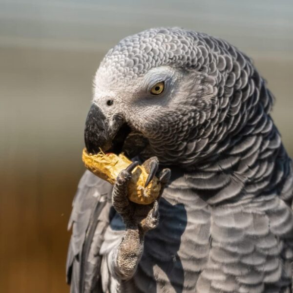 SkyGold Oasis Parrot Seed 12.5kg - Parrot Seed Mix for African Greys, Parakeets, Cockatiels, Balanced & Healthy Cage & Aviary Bird Food with Sunflower Seeds - Image 4