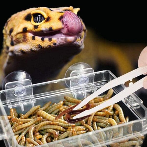 NA 3 Pcs Reptiles Feeding Tweezers Plastic Noctilucence Tweezers Reptile Feeding Tongs Reptile Feeding Tool for Iguanas Bearded Dragons Lizards Geckos Turtles Corals, 18CM - Image 6