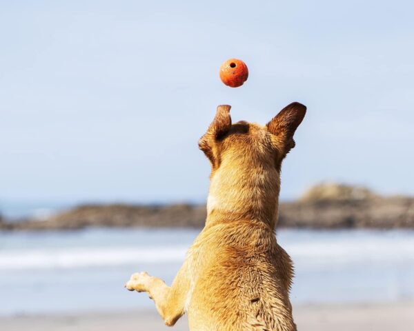 Chuckit! Fetch Ball Dog Toy, Durable High Bounce Floating Rubber Dog Ball, Launcher Compatible Toy For Dogs, Small, 2 Pack - Image 2