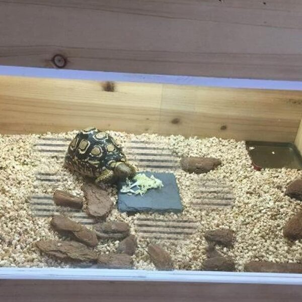 Reptile Heat Pad, Adjustable Temperature Control Lizard Terrarium Heating Mat for Small Animals Snake Turtle Bearded Dragon Gecko (25W) - Image 5