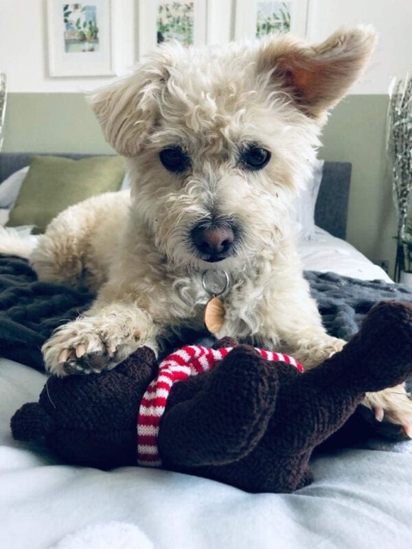 Scarlaroo present our Dog Teddy - Squeaky Dog Toys range of Soft Plush Bears made especially for small dogs and medium breeds. (Little Rusty) - Image 4