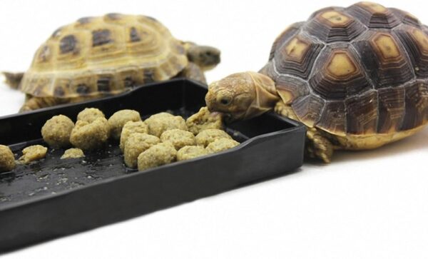OMEM Reptile Food Bowl Large Water Dish,Feeding Dish, Tortoise Bowl (L, Black lattice) - Image 5