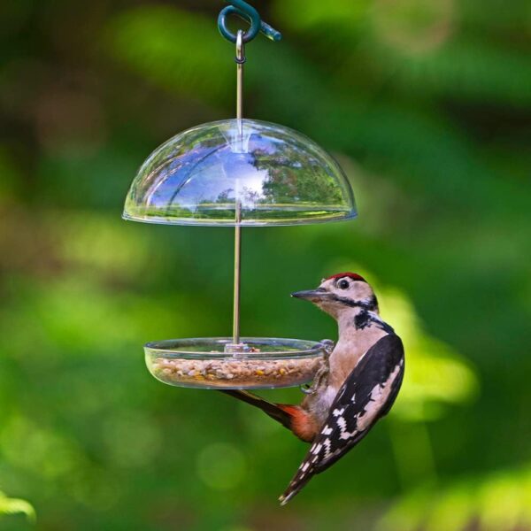 Clear Hanging Bird Feeders For Small Birds - Jacobi Jayne® I Love Robins® Pearl Feeder™ - Attracts Small Garden Birds. HangIng Bird seed Feeder Perfect For Seed Mixes And Mealworms. - Image 7