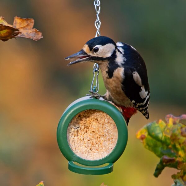 Flutter Butter Starter Pack with 2 Flutter Butter Refills - Peanut Butter for Birds Wild Bird Food - Small Bird Feeder Helps Attract More Birds to Your Garden - Flutter Butter Feeder for EcoRefills - Image 6