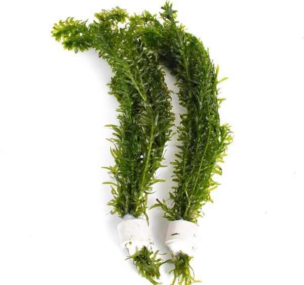 20 Stems x Oxygenating Weed Live Pond Plant ELODEA DENSA - Also Aquarium Aquatic Plants - Image 2