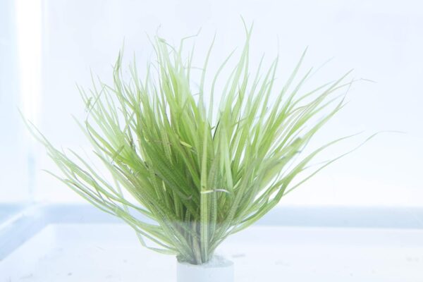Lincolnshire Pond Plants Ltd Blyxa Japonica - Live Aquarium Plants … - Image 4