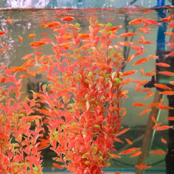 ANMOO Aquarium Plants Fish Tank Artificial Fish Tank Plants For Fish Aquarium Decoration Aquatic Plants Fish Tank Ornament 1PCS - Image 3