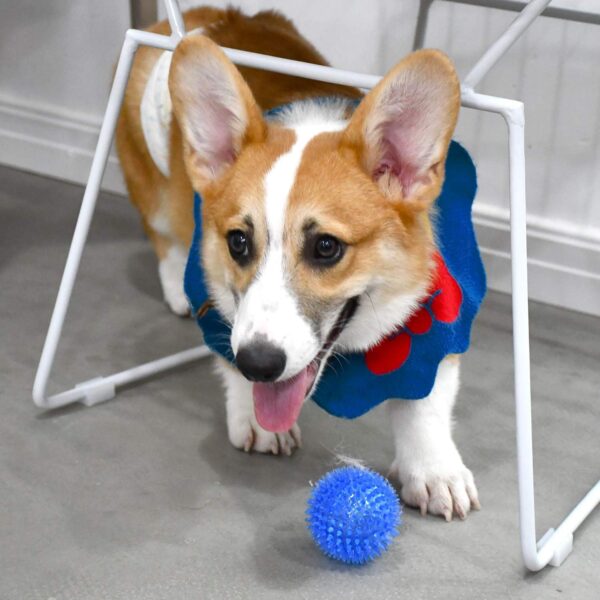 Squeaky Balls for Dogs Small Fetch Balls for Dogs Rubber 6 Pack Bright Colors TPR Puppy Toys Dog Toy Balls Dog Squeaky Toys Spike Ball Dog Chew Toys for Small Dogs Pet Toys for Puppy Teething Toys - Image 7