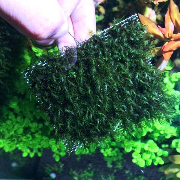 SENZEAL 10PCS Aquarium Plants Mesh Fish Tank Stainless Steel Moss Net Wire Floor Decor for Fish Tank - Image 5