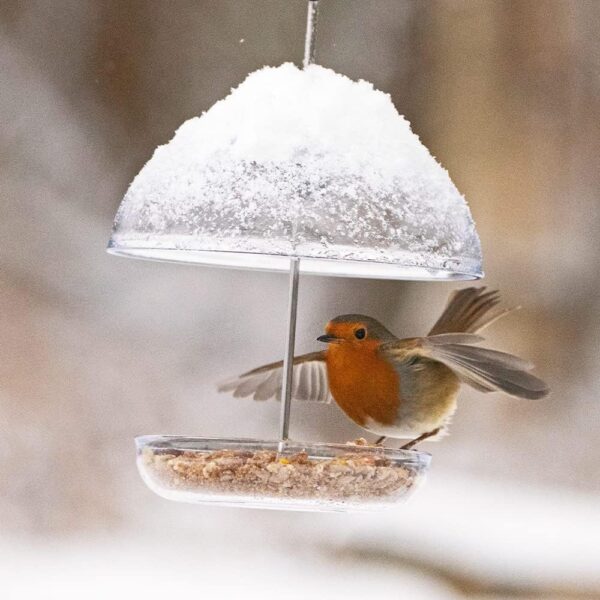 Clear Hanging Bird Feeders For Small Birds - Jacobi Jayne® I Love Robins® Pearl Feeder™ - Attracts Small Garden Birds. HangIng Bird seed Feeder Perfect For Seed Mixes And Mealworms. - Image 2