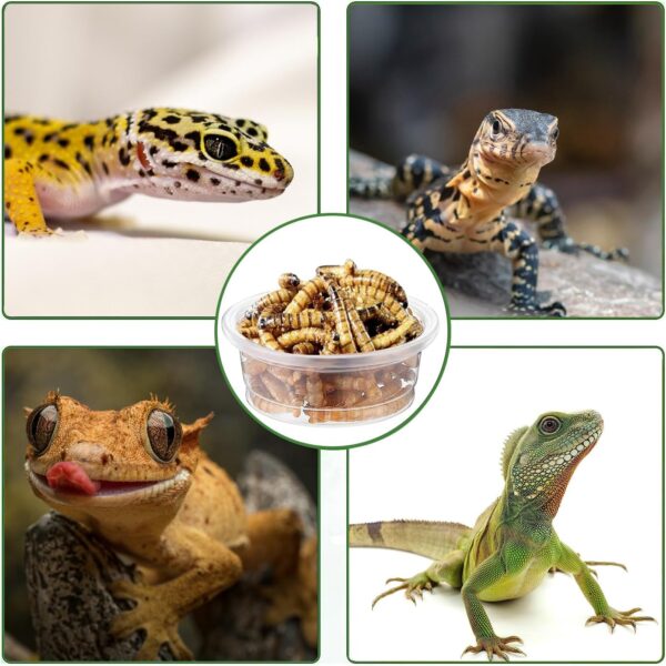 ANCKNE 200 pcs 0.5oz Crested Gecko Food and Water Feeding Cups | Reptile Feeder Bowls | for Lizard and Other Small Pet Ledge Accessories Supplies - Image 3