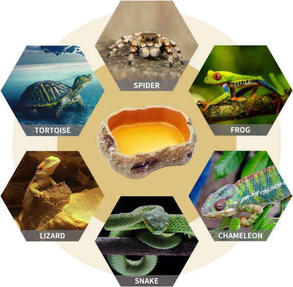 Reptile Growth 4 Pieces Reptile Water Dish Food Bowl Set Includes 2 Food Feeder Bowl Resin Reptile Bowl Water Bowl 2 Feeding Tweezer Tong for Pet Tortoise Lizard Frog Gecko Snake Chameleon - Image 5