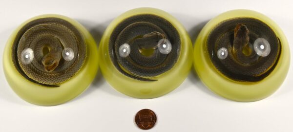 Chinese Water Snake Encased in Glow in The Dark Lucite Resin Dome 3.4" Paperweight Crafts Display Specimen Preserved Reptile Serpentes Taxidermy Collection for Biology Science Education Supplies - Image 4