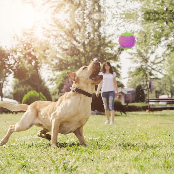 Rightwell Dog Balls, 3Pcs Squeaky Dog Ball, Scooby Doo Dog Ball Toy Teeth Cleaning Puppy Interactive Chew Durable Toy - Image 3