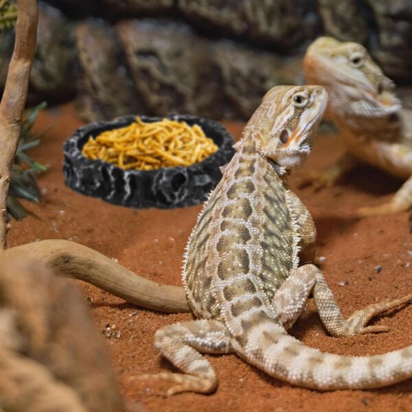 Frcctre 4 Pack Reptile Food Dish Bowl, Reptile Feeding Dish Water Bowl, Amphibian Reptile Breadworm Feeding Terrarium Bowl for Leopard Gecko Lizard Tortoise Frog Bearded Dragon Chameleon - Image 7