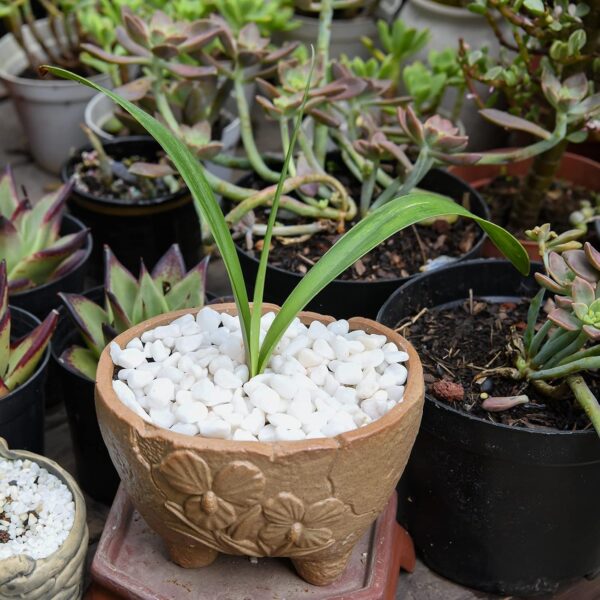 Hisredsun 3.96 lb White Decorative Stones,0.23-0.35in Natural Gravel Rocks for Plant Pots,Small River Rocks for Landscaping, Vase Fillers,Succulents,Aquarium and Garden Decoration - Image 5