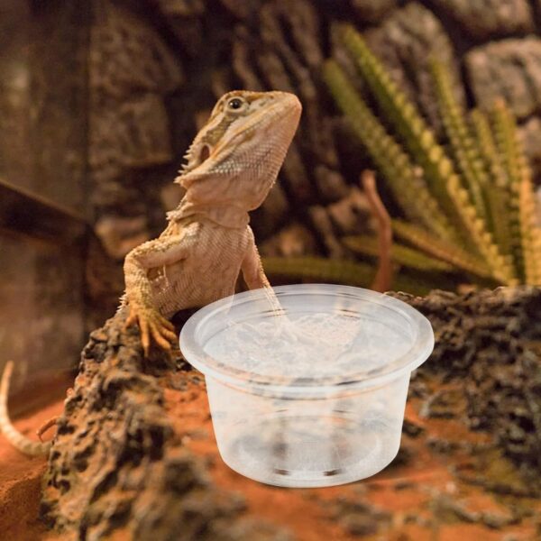 Reptile Food Water Bowl 20Pcs Plastic: Transparent Reptiles Water Tray - Anti-Slip Feed Dish for Tortoise Lizard Bearded Dragon Spider Scorpion Chameleon 4.7X4.7X2.5cm - Image 5
