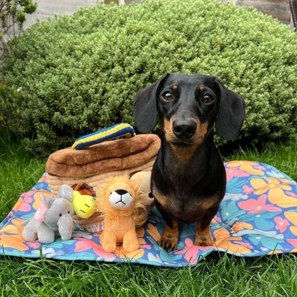 CHEWFFON Dog Toys, Interactive Dog Toys,Hide and Seek Dog Toys, Squeaky Chew Enrichment Funny Dog Toys, Puppy Dog Toys for Boredom and Stimulating, Plush Dog Puzzles for Small, Medium and Large Dogs - Image 5