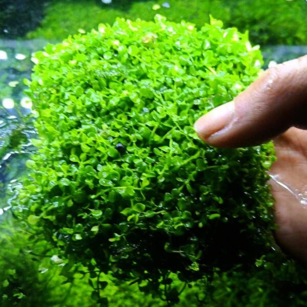 SENZEAL 10PCS Aquarium Plants Mesh Fish Tank Stainless Steel Moss Net Wire Floor Decor for Fish Tank - Image 6