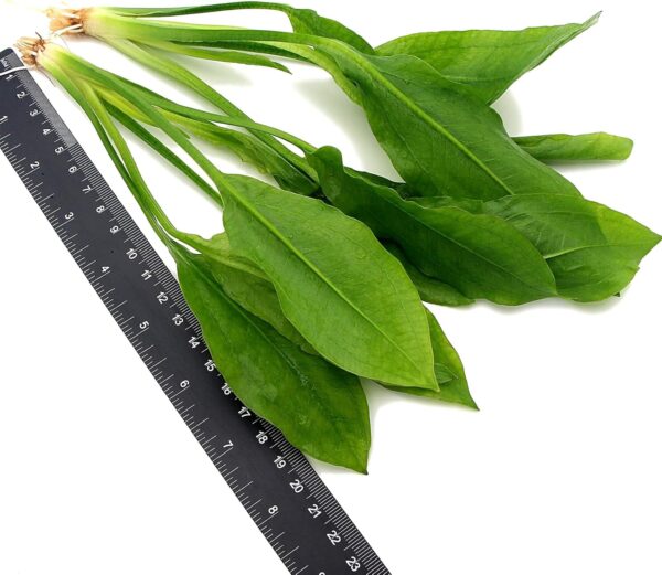 2 x Echinodorus Bleheri Live Aquarium Plant Amazon Sword - Image 3