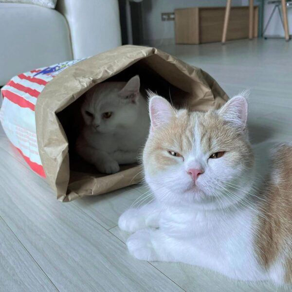 Cat Tunnel Brown Paper PopcornBag Toy For Pet Dogs Kitten Play Tunnel Pet Interaction Playpens Toy - Image 9