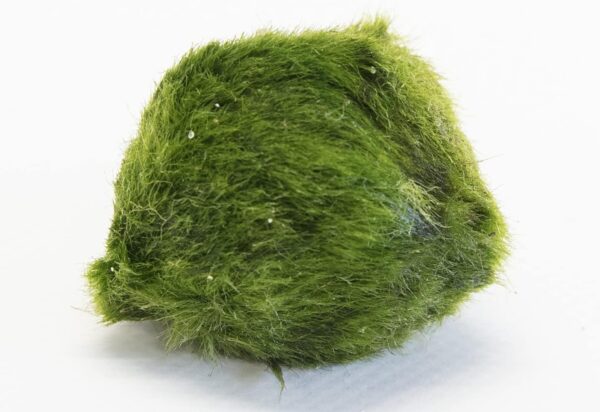 PondPlantsUK Lincspplant Mixed Tropical Live Aquarium Plants (5 Moss Balls) - Image 2