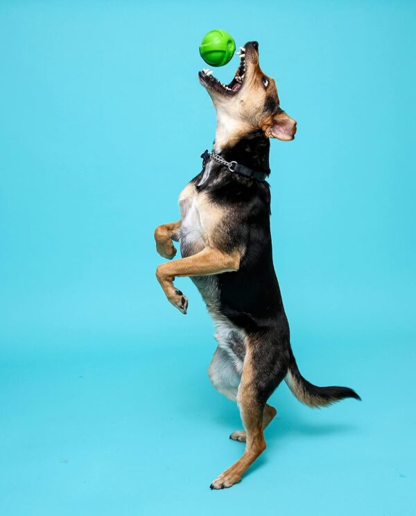 Hartz DuraPlay Ball Squeaky Latex Dog Toy, Small, 3 Pack - Image 5