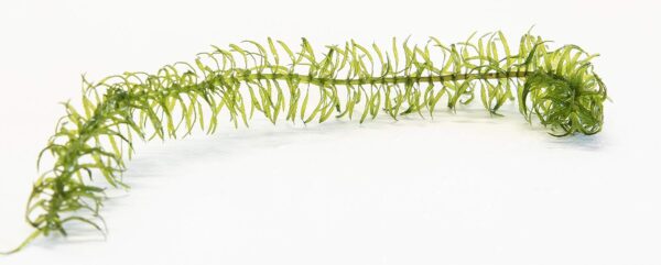 Lincolnshire Pond Plants Ltd Egeria Najas - Live Aquarium Plants - Aquarium, fish tank, live plants for aquascaping, mosses, fern, tropical aquatic plants. - Image 3