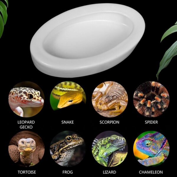 X-Institute Water Food Bowl Terrarium Bowls Worm Dish Ceramic Pet Bowls Anti-Escape Feeding Dish Birds Bowl Worm Dish Escape Proof - Image 3