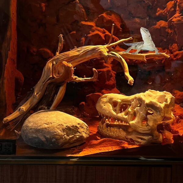 BNOSDM 2PCS Reptile Wood Branches Decor Lizard Habitat Decoration Snake Climbing Branch Accessories Terrarium Tree Trunk Ornament for Bearded Dragon Gecko Frog Chameleon Spider - Image 2