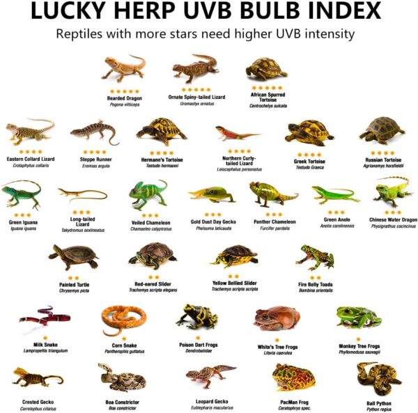 LUCKY HERP Reptile UVA UVB Lamp Bulb, 23W 10.0 UVB Light Reptile Kit, Terrarium & Vivarium UVB Fluorescent Light Bulb for Tortoise, Lizard, Bearded Dragon - Image 6