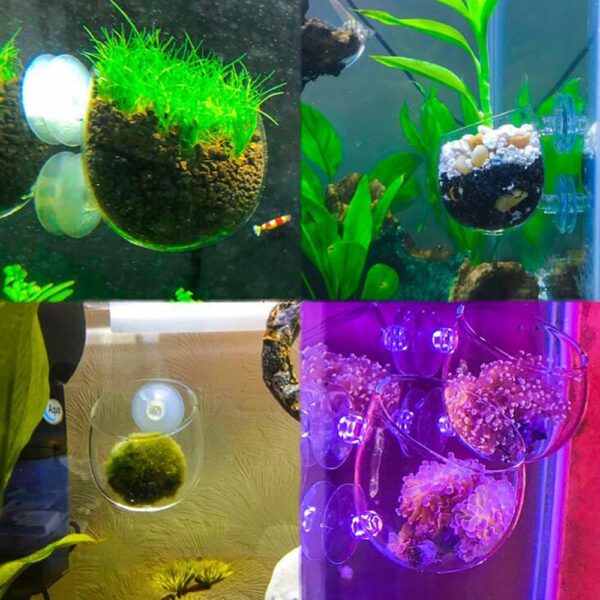 SENZEAL 2x Plant Glass Cup Pot with 4x Suction Cups for Fish Tank Aquarium Aquascaping - Image 5