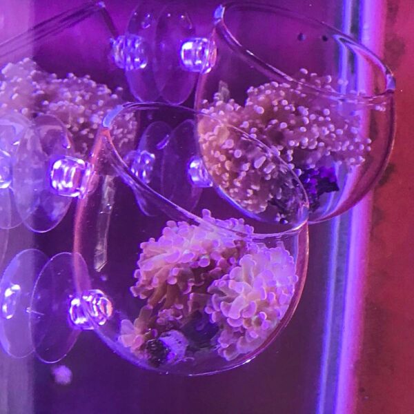 SENZEAL 2x Plant Glass Cup Pot with 4x Suction Cups for Fish Tank Aquarium Aquascaping - Image 3