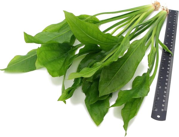 2 x Echinodorus Bleheri Live Aquarium Plant Amazon Sword - Image 2