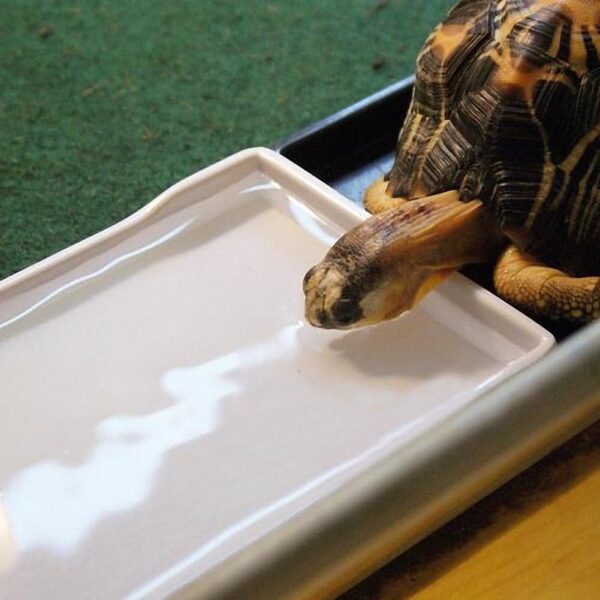 OMEM Reptile Food Bowl Large Water Dish,Feeding Dish, Tortoise Bowl (L, Black lattice) - Image 6